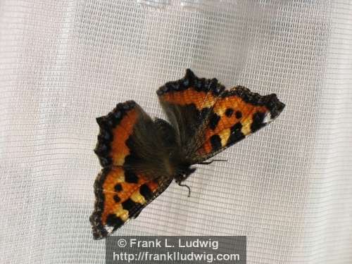 Copper Butterfly